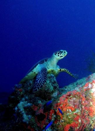 Turtle seen on the Aikoku Maru