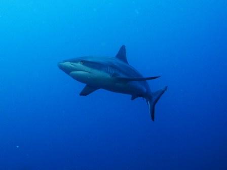 Shark on the Nippo Maru in Truk Lagoon