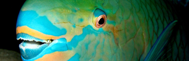 Truk Lagoon, Micronesia Truk Lagoon, Micronesia