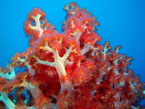 soft coral in Truk Lagoon