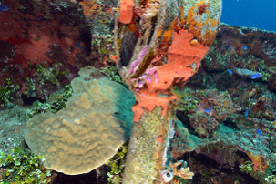 bowtelegraph-fujikawa