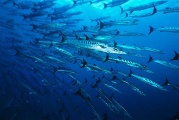barracudaschool
