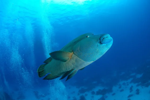wrasse