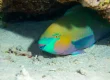 parrotfish in truk lagoon