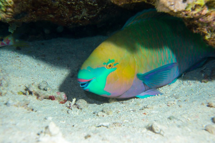truk lagoon parrotfish