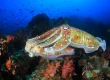 cuttlefish