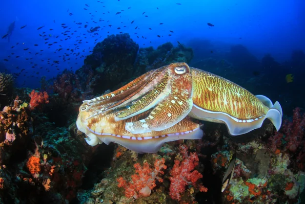 cuttlefishtruk cuttlefish