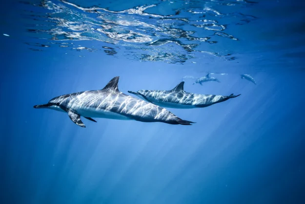 dolphinschuuk dolphins chuuk lagoon