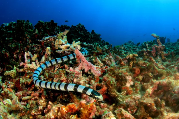 sea snake truk sea snake in truk lagoon