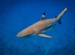black tip reef shark