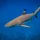 black tip reef shark