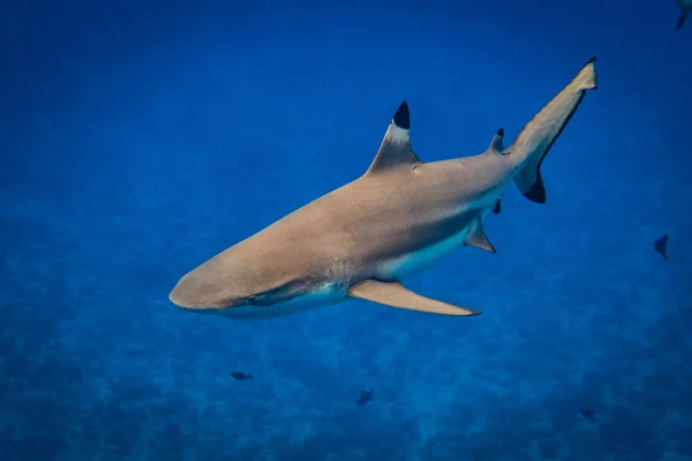 blacktip black tip reef shark